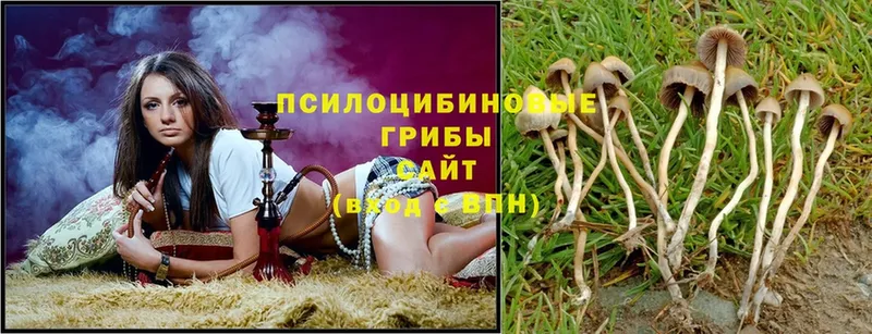 наркошоп  Каргополь  Псилоцибиновые грибы Magic Shrooms 